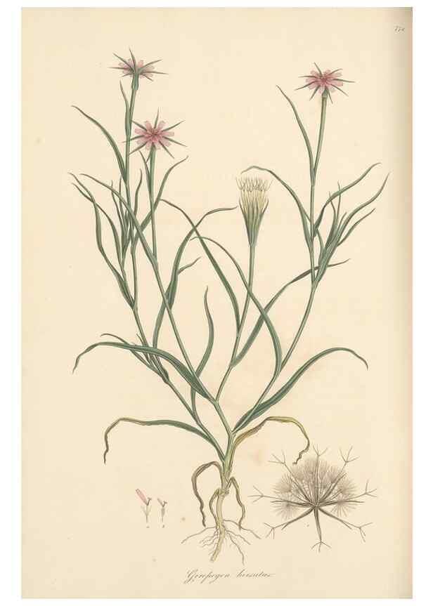 Reproducción/Reproduction 49580065767: Flora Graeca, sive, Plantarum rariorum historia, quas in provinciis aut insulis Graeciae /. Londini :Typis Richardi Taylor et socii, in Vico Shoe-Lane :MDCCCVI-MDCCCXL [1806-1840].. 