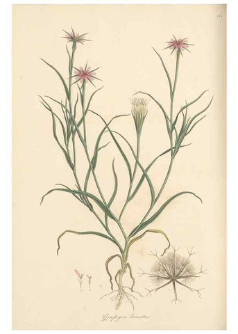 Reproducción/Reproduction 49580065767: Flora Graeca, sive, Plantarum rariorum historia, quas in provinciis aut insulis Graeciae /. Londini :Typis Richardi Taylor et socii, in Vico Shoe-Lane :MDCCCVI-MDCCCXL [1806-1840].. 