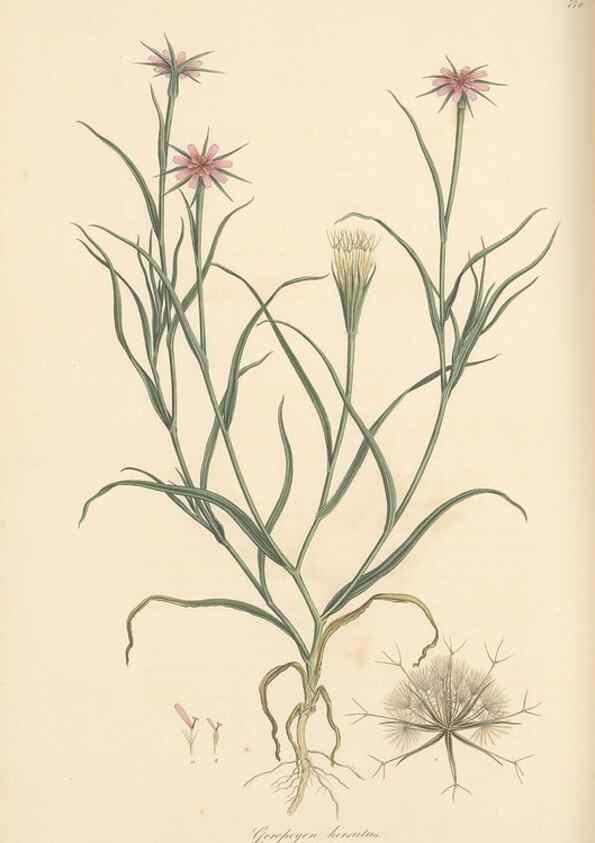 Reproducción/Reproduction 49580065767: Flora Graeca, sive, Plantarum rariorum historia, quas in provinciis aut insulis Graeciae /. Londini :Typis Richardi Taylor et socii, in Vico Shoe-Lane :MDCCCVI-MDCCCXL [1806-1840].. 