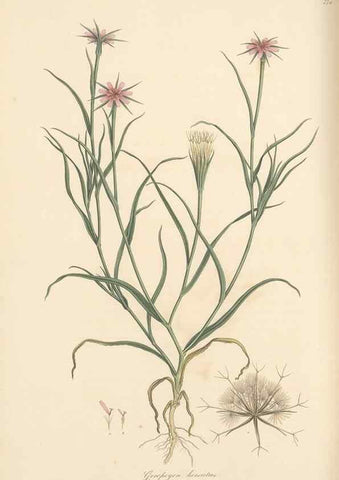 Reproducción/Reproduction 49580065767: Flora Graeca, sive, Plantarum rariorum historia, quas in provinciis aut insulis Graeciae /. Londini :Typis Richardi Taylor et socii, in Vico Shoe-Lane :MDCCCVI-MDCCCXL [1806-1840].. 