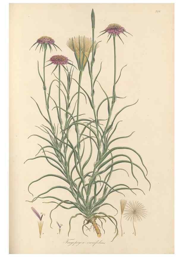 Reproducción/Reproduction 49580066072: Flora Graeca, sive, Plantarum rariorum historia, quas in provinciis aut insulis Graeciae /. Londini :Typis Richardi Taylor et socii, in Vico Shoe-Lane :MDCCCVI-MDCCCXL [1806-1840].. 