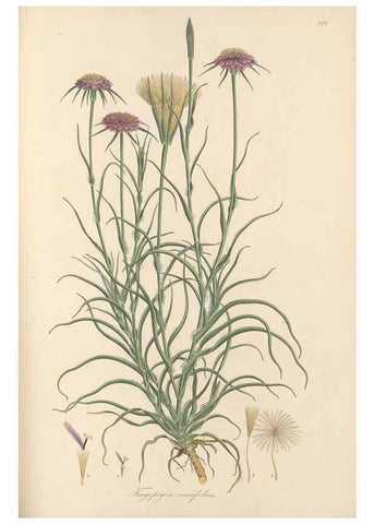 Reproducción/Reproduction 49580066072: Flora Graeca, sive, Plantarum rariorum historia, quas in provinciis aut insulis Graeciae /. Londini :Typis Richardi Taylor et socii, in Vico Shoe-Lane :MDCCCVI-MDCCCXL [1806-1840].. 