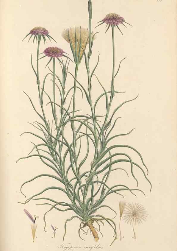 Reproducción/Reproduction 49580066072: Flora Graeca, sive, Plantarum rariorum historia, quas in provinciis aut insulis Graeciae /. Londini :Typis Richardi Taylor et socii, in Vico Shoe-Lane :MDCCCVI-MDCCCXL [1806-1840].. 