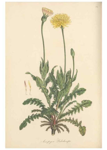 Reproducción/Reproduction 49579335968: Flora Graeca, sive, Plantarum rariorum historia, quas in provinciis aut insulis Graeciae /. Londini :Typis Richardi Taylor et socii, in Vico Shoe-Lane :MDCCCVI-MDCCCXL [1806-1840].. 