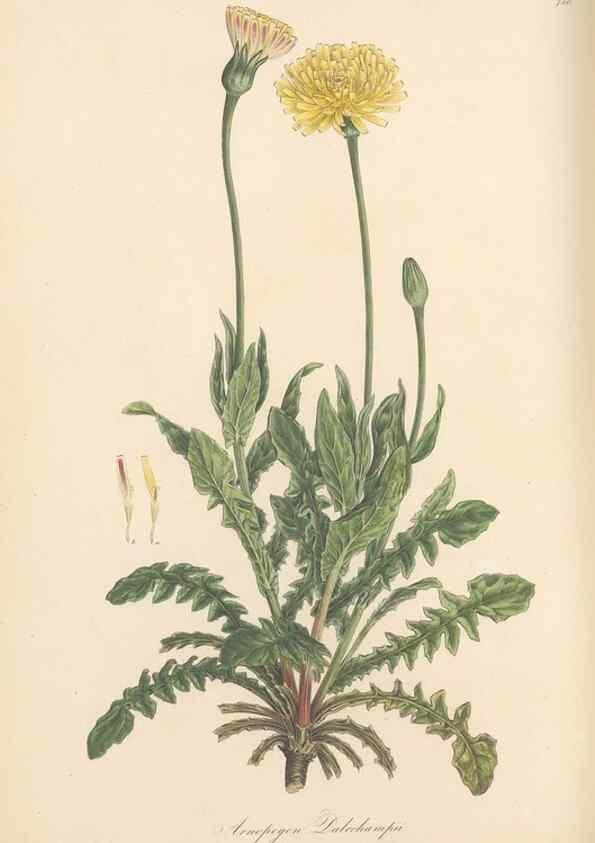 Reproducción/Reproduction 49579335968: Flora Graeca, sive, Plantarum rariorum historia, quas in provinciis aut insulis Graeciae /. Londini :Typis Richardi Taylor et socii, in Vico Shoe-Lane :MDCCCVI-MDCCCXL [1806-1840].. 
