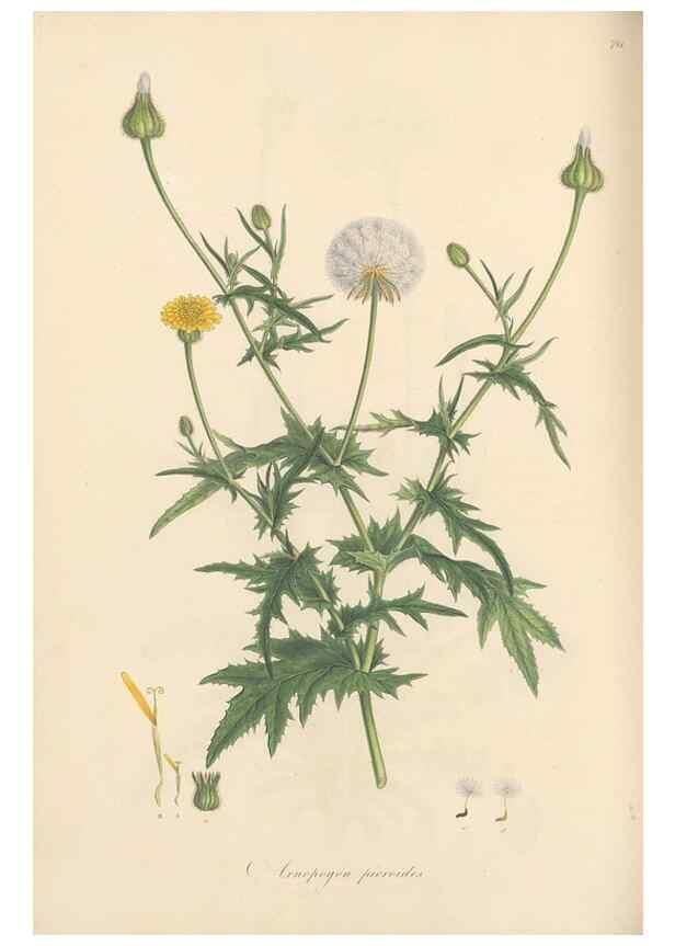 Reproducción/Reproduction 49580066757: Flora Graeca, sive, Plantarum rariorum historia, quas in provinciis aut insulis Graeciae /. Londini :Typis Richardi Taylor et socii, in Vico Shoe-Lane :MDCCCVI-MDCCCXL [1806-1840].. 