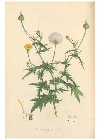Reproducción/Reproduction 49580066757: Flora Graeca, sive, Plantarum rariorum historia, quas in provinciis aut insulis Graeciae /. Londini :Typis Richardi Taylor et socii, in Vico Shoe-Lane :MDCCCVI-MDCCCXL [1806-1840].. 