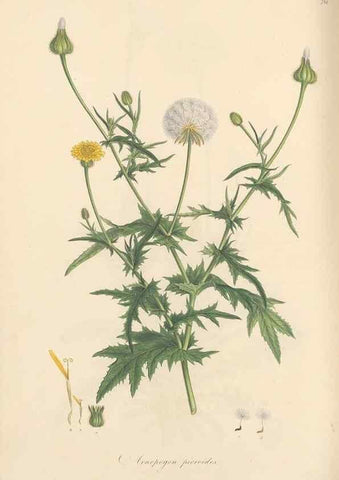 Reproducción/Reproduction 49580066757: Flora Graeca, sive, Plantarum rariorum historia, quas in provinciis aut insulis Graeciae /. Londini :Typis Richardi Taylor et socii, in Vico Shoe-Lane :MDCCCVI-MDCCCXL [1806-1840].. 