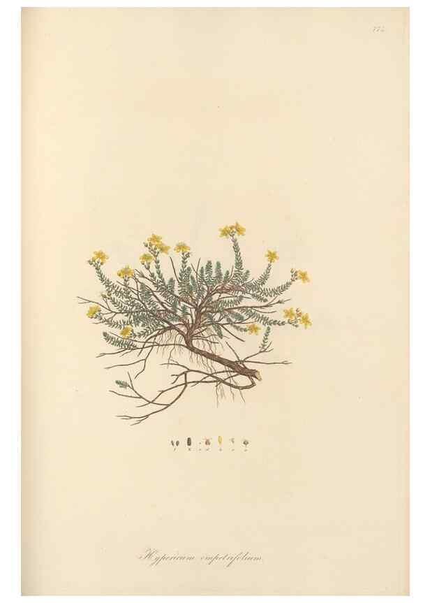 Reproducción/Reproduction 49579837756: Flora Graeca, sive, Plantarum rariorum historia, quas in provinciis aut insulis Graeciae /. Londini :Typis Richardi Taylor et socii, in Vico Shoe-Lane :MDCCCVI-MDCCCXL [1806-1840].. 