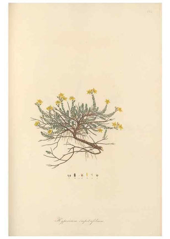 Reproducción/Reproduction 49579837756: Flora Graeca, sive, Plantarum rariorum historia, quas in provinciis aut insulis Graeciae /. Londini :Typis Richardi Taylor et socii, in Vico Shoe-Lane :MDCCCVI-MDCCCXL [1806-1840].. 