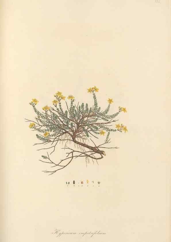 Reproducción/Reproduction 49579837756: Flora Graeca, sive, Plantarum rariorum historia, quas in provinciis aut insulis Graeciae /. Londini :Typis Richardi Taylor et socii, in Vico Shoe-Lane :MDCCCVI-MDCCCXL [1806-1840].. 