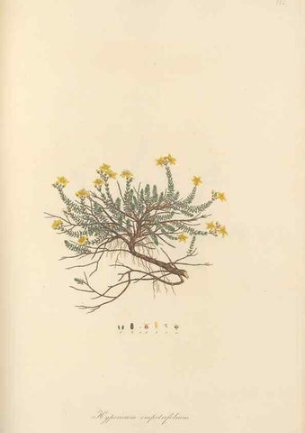 Reproducción/Reproduction 49579837756: Flora Graeca, sive, Plantarum rariorum historia, quas in provinciis aut insulis Graeciae /. Londini :Typis Richardi Taylor et socii, in Vico Shoe-Lane :MDCCCVI-MDCCCXL [1806-1840].. 