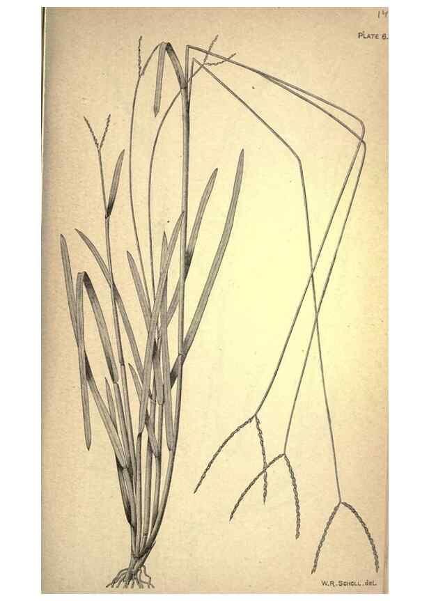 Reproducción/Reproduction 49579172961: The agricultural grasses and forage plants of the United States;. Washington :Govt. print. off.,1889.. 
