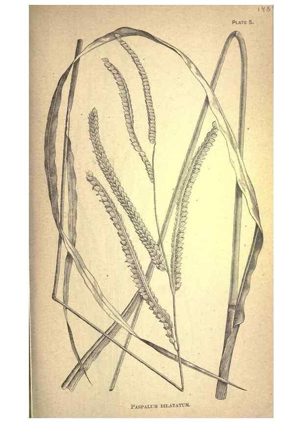 Reproducción/Reproduction 49579399107: The agricultural grasses and forage plants of the United States;. Washington :Govt. print. off.,1889.. 