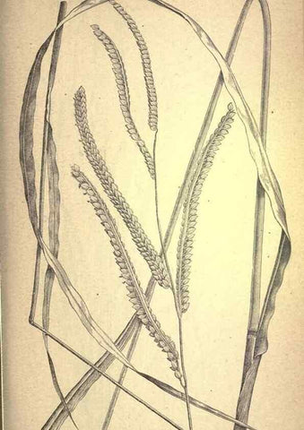 Reproducción/Reproduction 49579399107: The agricultural grasses and forage plants of the United States;. Washington :Govt. print. off.,1889.. 