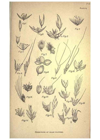 Reproducción/Reproduction 49579172391: The agricultural grasses and forage plants of the United States;. Washington :Govt. print. off.,1889.. 