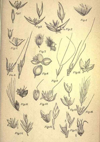 Reproducción/Reproduction 49579172391: The agricultural grasses and forage plants of the United States;. Washington :Govt. print. off.,1889.. 
