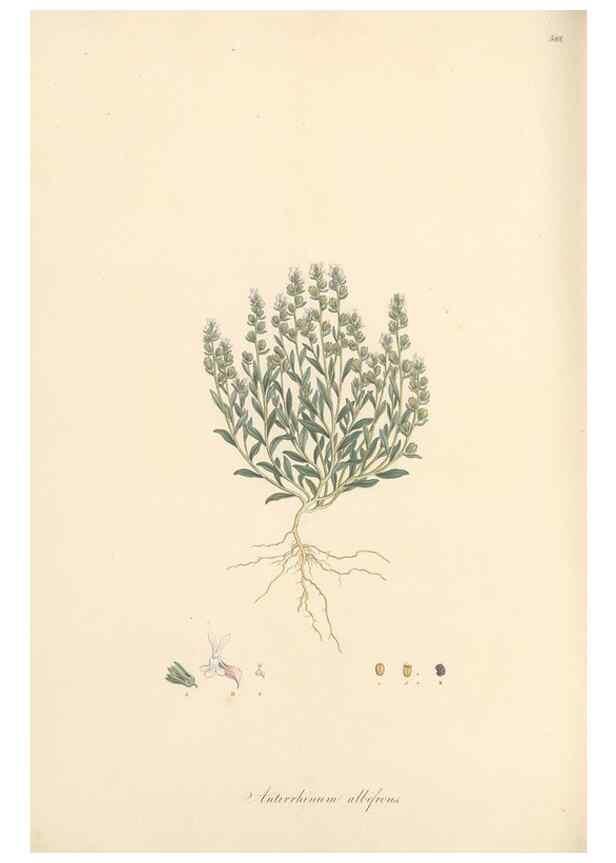 Reproducción/Reproduction 49557679496: Flora Graeca, sive, Plantarum rariorum historia, quas in provinciis aut insulis Graeciae /. Londini :Typis Richardi Taylor et socii, in Vico Shoe-Lane :MDCCCVI-MDCCCXL [1806-1840].. 