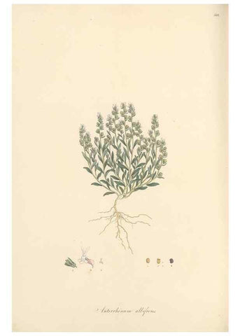 Reproducción/Reproduction 49557679496: Flora Graeca, sive, Plantarum rariorum historia, quas in provinciis aut insulis Graeciae /. Londini :Typis Richardi Taylor et socii, in Vico Shoe-Lane :MDCCCVI-MDCCCXL [1806-1840].. 