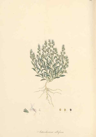 Reproducción/Reproduction 49557679496: Flora Graeca, sive, Plantarum rariorum historia, quas in provinciis aut insulis Graeciae /. Londini :Typis Richardi Taylor et socii, in Vico Shoe-Lane :MDCCCVI-MDCCCXL [1806-1840].. 
