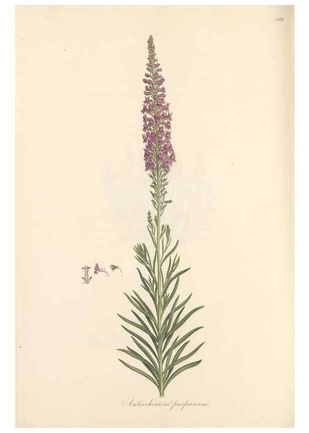 Reproducción/Reproduction 49557182918: Flora Graeca, sive, Plantarum rariorum historia, quas in provinciis aut insulis Graeciae /. Londini :Typis Richardi Taylor et socii, in Vico Shoe-Lane :MDCCCVI-MDCCCXL [1806-1840].. 