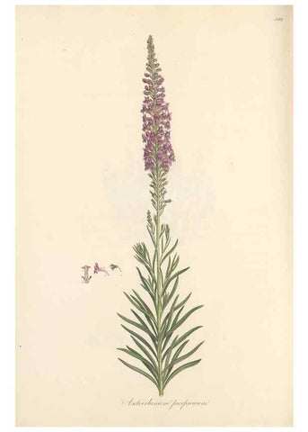 Reproducción/Reproduction 49557182918: Flora Graeca, sive, Plantarum rariorum historia, quas in provinciis aut insulis Graeciae /. Londini :Typis Richardi Taylor et socii, in Vico Shoe-Lane :MDCCCVI-MDCCCXL [1806-1840].. 