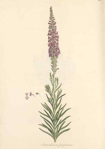 Reproducción/Reproduction 49557182918: Flora Graeca, sive, Plantarum rariorum historia, quas in provinciis aut insulis Graeciae /. Londini :Typis Richardi Taylor et socii, in Vico Shoe-Lane :MDCCCVI-MDCCCXL [1806-1840].. 
