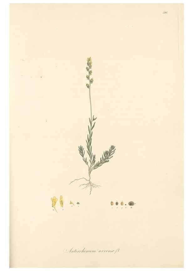 Reproducción/Reproduction 49557679986: Flora Graeca, sive, Plantarum rariorum historia, quas in provinciis aut insulis Graeciae /. Londini :Typis Richardi Taylor et socii, in Vico Shoe-Lane :MDCCCVI-MDCCCXL [1806-1840].. 