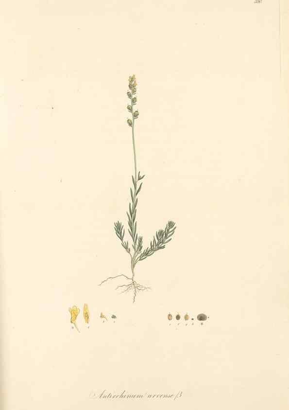 Reproducción/Reproduction 49557679986: Flora Graeca, sive, Plantarum rariorum historia, quas in provinciis aut insulis Graeciae /. Londini :Typis Richardi Taylor et socii, in Vico Shoe-Lane :MDCCCVI-MDCCCXL [1806-1840].. 