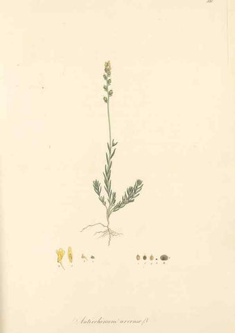 Reproducción/Reproduction 49557679986: Flora Graeca, sive, Plantarum rariorum historia, quas in provinciis aut insulis Graeciae /. Londini :Typis Richardi Taylor et socii, in Vico Shoe-Lane :MDCCCVI-MDCCCXL [1806-1840].. 