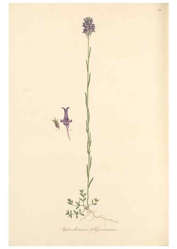 Reproducción/Reproduction 49557914962: Flora Graeca, sive, Plantarum rariorum historia, quas in provinciis aut insulis Graeciae /. Londini :Typis Richardi Taylor et socii, in Vico Shoe-Lane :MDCCCVI-MDCCCXL [1806-1840].. 