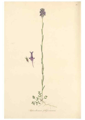 Reproducción/Reproduction 49557914962: Flora Graeca, sive, Plantarum rariorum historia, quas in provinciis aut insulis Graeciae /. Londini :Typis Richardi Taylor et socii, in Vico Shoe-Lane :MDCCCVI-MDCCCXL [1806-1840].. 