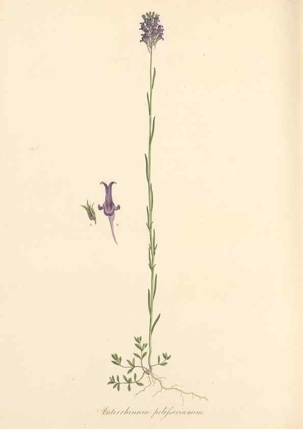 Reproducción/Reproduction 49557914962: Flora Graeca, sive, Plantarum rariorum historia, quas in provinciis aut insulis Graeciae /. Londini :Typis Richardi Taylor et socii, in Vico Shoe-Lane :MDCCCVI-MDCCCXL [1806-1840].. 