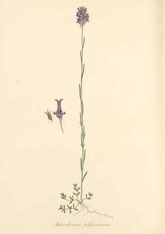 Reproducción/Reproduction 49557914962: Flora Graeca, sive, Plantarum rariorum historia, quas in provinciis aut insulis Graeciae /. Londini :Typis Richardi Taylor et socii, in Vico Shoe-Lane :MDCCCVI-MDCCCXL [1806-1840].. 