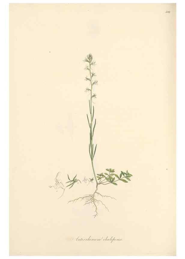 Reproducción/Reproduction 49557680636: Flora Graeca, sive, Plantarum rariorum historia, quas in provinciis aut insulis Graeciae /. Londini :Typis Richardi Taylor et socii, in Vico Shoe-Lane :MDCCCVI-MDCCCXL [1806-1840].. 