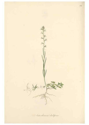 Reproducción/Reproduction 49557680636: Flora Graeca, sive, Plantarum rariorum historia, quas in provinciis aut insulis Graeciae /. Londini :Typis Richardi Taylor et socii, in Vico Shoe-Lane :MDCCCVI-MDCCCXL [1806-1840].. 