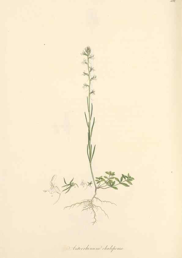 Reproducción/Reproduction 49557680636: Flora Graeca, sive, Plantarum rariorum historia, quas in provinciis aut insulis Graeciae /. Londini :Typis Richardi Taylor et socii, in Vico Shoe-Lane :MDCCCVI-MDCCCXL [1806-1840].. 