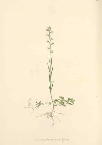 Reproducción/Reproduction 49557680636: Flora Graeca, sive, Plantarum rariorum historia, quas in provinciis aut insulis Graeciae /. Londini :Typis Richardi Taylor et socii, in Vico Shoe-Lane :MDCCCVI-MDCCCXL [1806-1840].. 