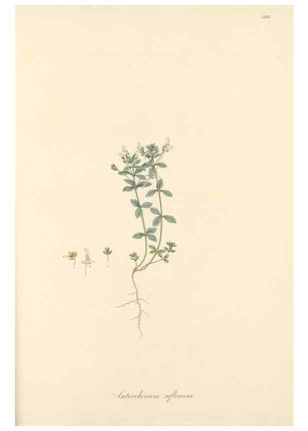 Reproducción/Reproduction 49557184178: Flora Graeca, sive, Plantarum rariorum historia, quas in provinciis aut insulis Graeciae /. Londini :Typis Richardi Taylor et socii, in Vico Shoe-Lane :MDCCCVI-MDCCCXL [1806-1840].. 