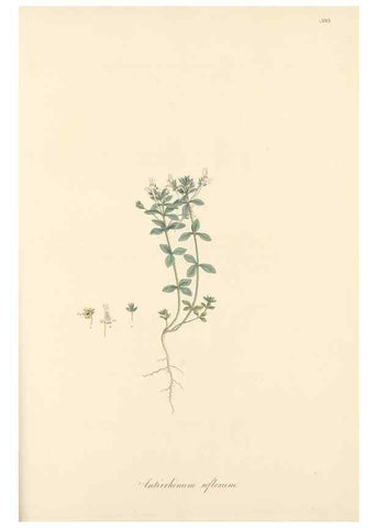 Reproducción/Reproduction 49557184178: Flora Graeca, sive, Plantarum rariorum historia, quas in provinciis aut insulis Graeciae /. Londini :Typis Richardi Taylor et socii, in Vico Shoe-Lane :MDCCCVI-MDCCCXL [1806-1840].. 