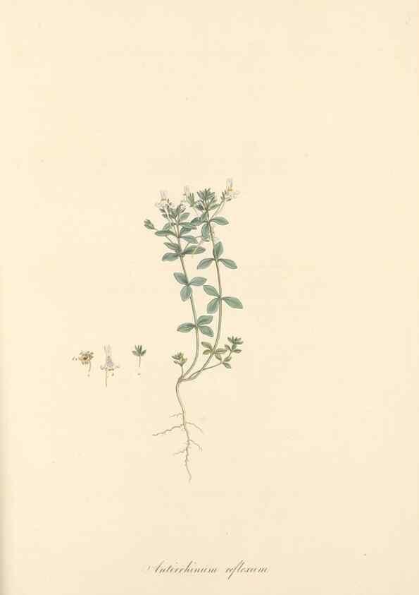 Reproducción/Reproduction 49557184178: Flora Graeca, sive, Plantarum rariorum historia, quas in provinciis aut insulis Graeciae /. Londini :Typis Richardi Taylor et socii, in Vico Shoe-Lane :MDCCCVI-MDCCCXL [1806-1840].. 
