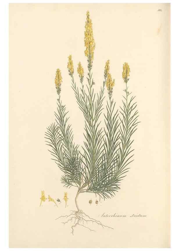 Reproducción/Reproduction 49557184548: Flora Graeca, sive, Plantarum rariorum historia, quas in provinciis aut insulis Graeciae /. Londini :Typis Richardi Taylor et socii, in Vico Shoe-Lane :MDCCCVI-MDCCCXL [1806-1840].. 