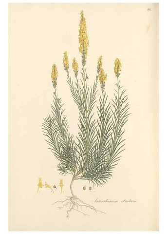 Reproducción/Reproduction 49557184548: Flora Graeca, sive, Plantarum rariorum historia, quas in provinciis aut insulis Graeciae /. Londini :Typis Richardi Taylor et socii, in Vico Shoe-Lane :MDCCCVI-MDCCCXL [1806-1840].. 