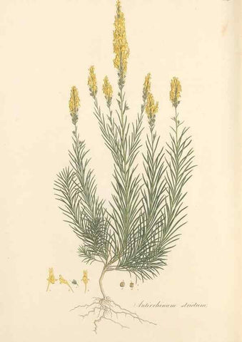 Reproducción/Reproduction 49557184548: Flora Graeca, sive, Plantarum rariorum historia, quas in provinciis aut insulis Graeciae /. Londini :Typis Richardi Taylor et socii, in Vico Shoe-Lane :MDCCCVI-MDCCCXL [1806-1840].. 
