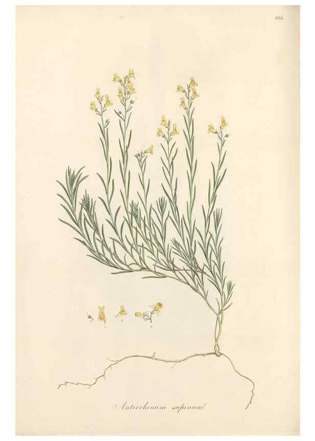 Reproducción/Reproduction 49557184878: Flora Graeca, sive, Plantarum rariorum historia, quas in provinciis aut insulis Graeciae /. Londini :Typis Richardi Taylor et socii, in Vico Shoe-Lane :MDCCCVI-MDCCCXL [1806-1840].. 