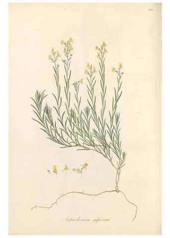 Reproducción/Reproduction 49557184878: Flora Graeca, sive, Plantarum rariorum historia, quas in provinciis aut insulis Graeciae /. Londini :Typis Richardi Taylor et socii, in Vico Shoe-Lane :MDCCCVI-MDCCCXL [1806-1840].. 