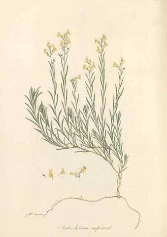 Reproducción/Reproduction 49557184878: Flora Graeca, sive, Plantarum rariorum historia, quas in provinciis aut insulis Graeciae /. Londini :Typis Richardi Taylor et socii, in Vico Shoe-Lane :MDCCCVI-MDCCCXL [1806-1840].. 