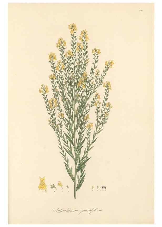 Reproducción/Reproduction 49557916647: Flora Graeca, sive, Plantarum rariorum historia, quas in provinciis aut insulis Graeciae /. Londini :Typis Richardi Taylor et socii, in Vico Shoe-Lane :MDCCCVI-MDCCCXL [1806-1840].. 