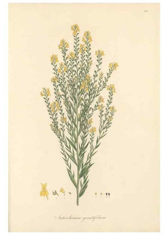 Reproducción/Reproduction 49557916647: Flora Graeca, sive, Plantarum rariorum historia, quas in provinciis aut insulis Graeciae /. Londini :Typis Richardi Taylor et socii, in Vico Shoe-Lane :MDCCCVI-MDCCCXL [1806-1840].. 
