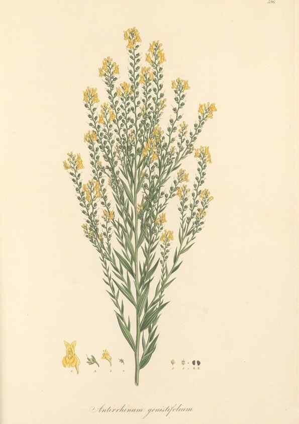 Reproducción/Reproduction 49557916647: Flora Graeca, sive, Plantarum rariorum historia, quas in provinciis aut insulis Graeciae /. Londini :Typis Richardi Taylor et socii, in Vico Shoe-Lane :MDCCCVI-MDCCCXL [1806-1840].. 